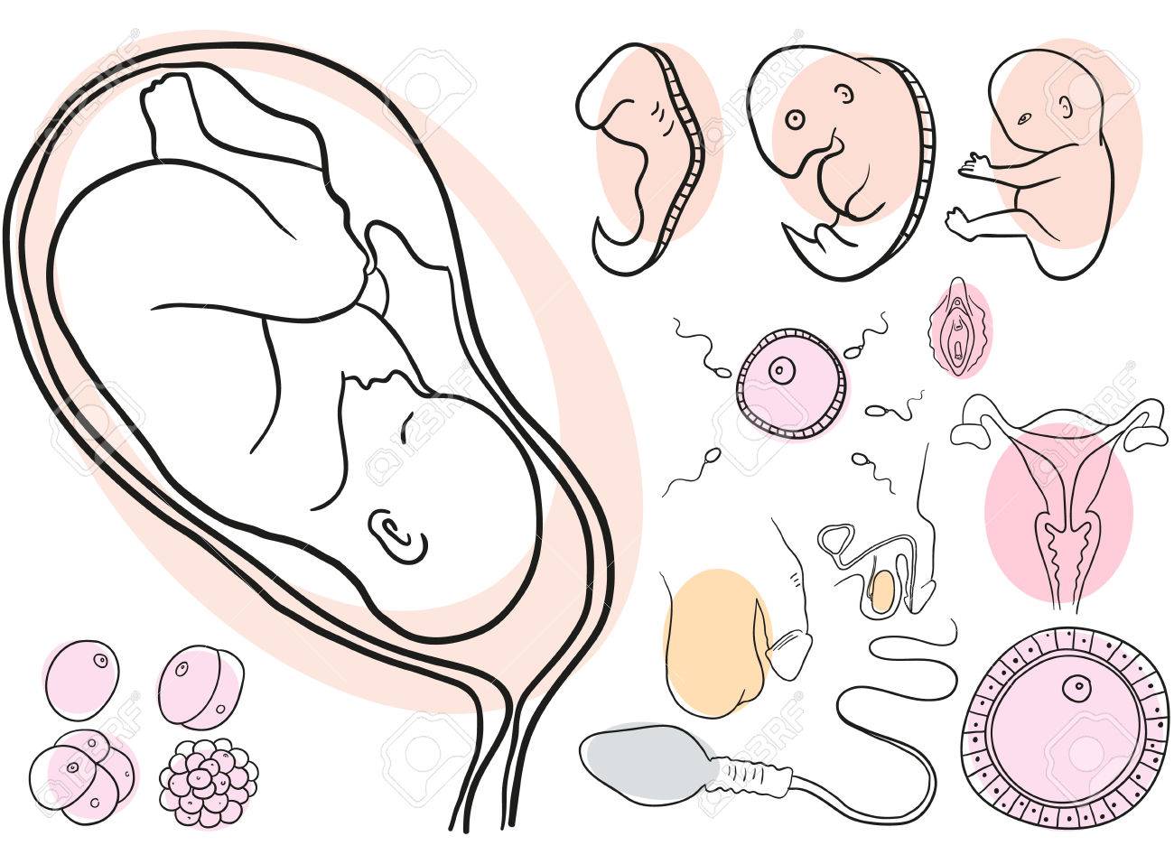 Conception meaning in Hindi गर्भधारण